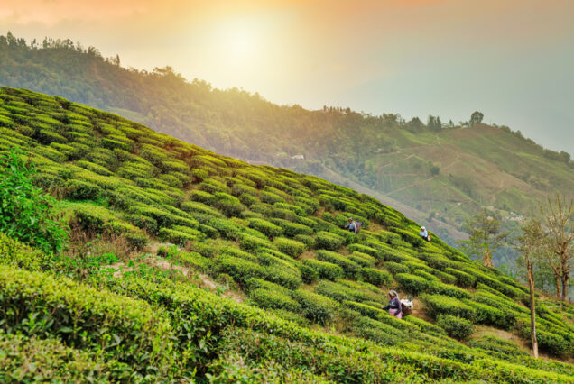 Darjeeling